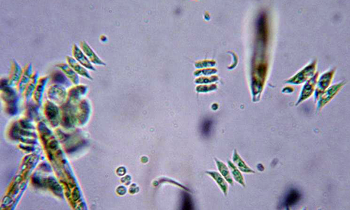 skinny algae energy bits skinny algae energy bits